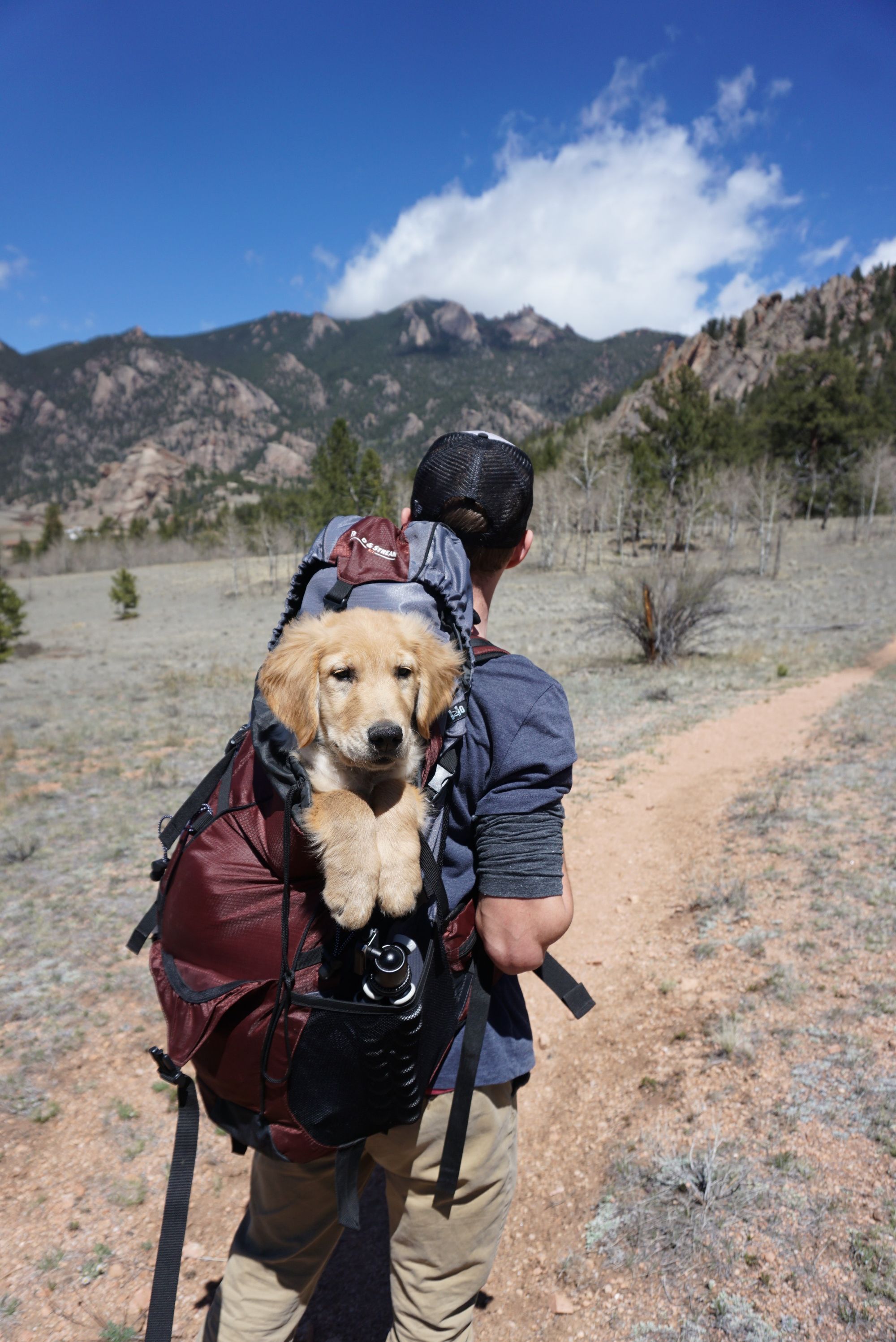 Best Dog Backpacks For Your Furry Friend